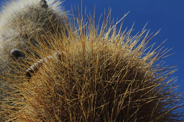 Cauctus en el salar de uyuni, Bolvia