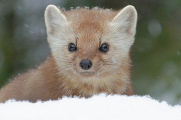 American Pine Marten