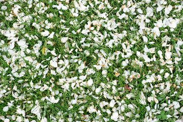 Obraz na płótnie Canvas Natural spring background made of fall flower petals on green field grass