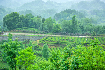 Fototapeta na wymiar Tea fields on the hillside in rainy days, taken in Hanxi Township, Shaanxi Province