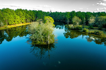 LakeTrees