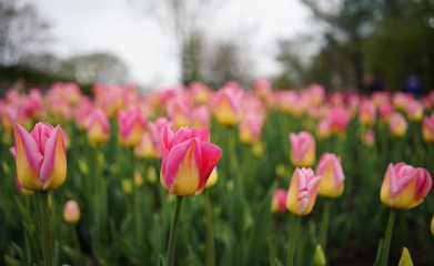 Obraz premium tulips