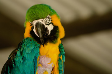 guacamayo azul