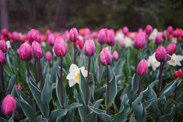 Fototapeta premium tulips