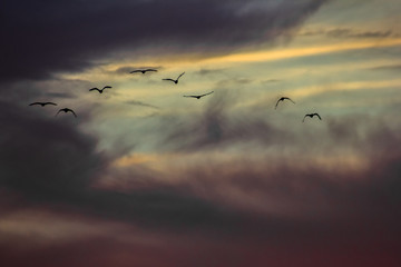 flock of birds flying in the sky