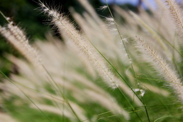 Selective focus beautiful African fountain flower blooming grass field with blurry green background.
