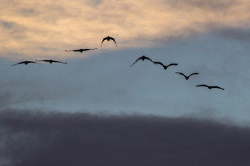 flock of birds in sunset