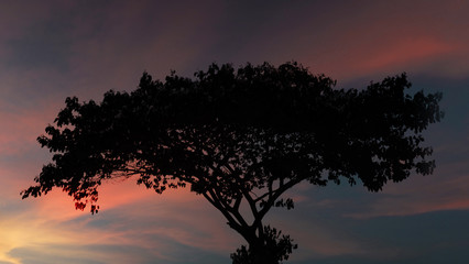 Fototapeta na wymiar Silhouette of a tree at sunset time. Background consist of beautiful orange and purple moving clouds in the sky.
