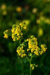 Bight yellow flowers on a spring day. Yellow flowers. Blossoming yellow flowers.