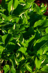 Hosta plant on a sunny day. Macro photo of hosta leaves. green hosta (Plantain lilies) leaves on a sunny day.