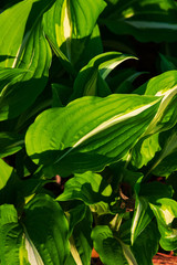 Naklejka na ściany i meble Hosta plant on a sunny day. Macro photo of hosta leaves. green hosta (Plantain lilies) leaves on a sunny day.