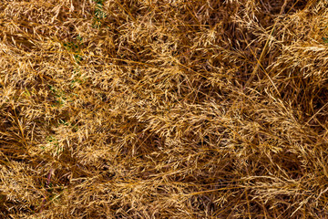 Dry golden brown fallen field grass