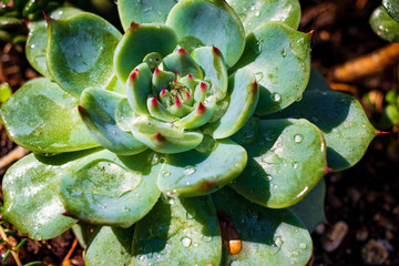 Garden succulent growing in the summer