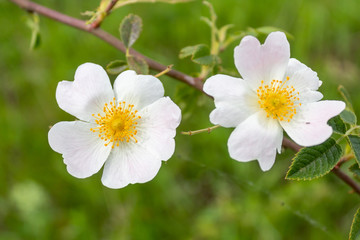 Sweetbrier Flower Spring Blossom Closeup