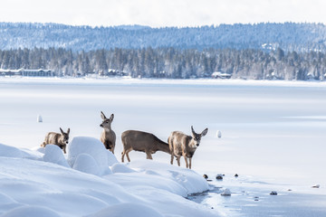 deer in the snow