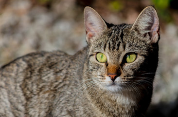 Obraz premium Close up de gato doméstico