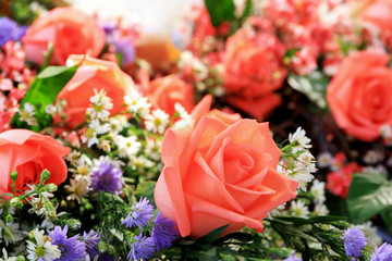 flowers bloom and rose for background