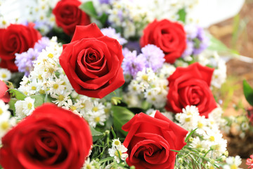flowers bloom and rose for background