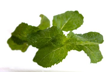 fresh mint leaves isolated on white background
