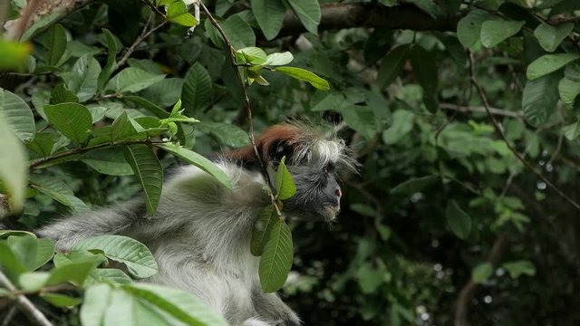 A monkey sits in tree in tanzania zanzibar africa. He looks around in the forest.