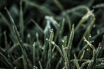 morning dew on the grass