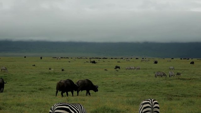 Zabras and many other animals live in the Serengeti National Park in Tanzania.