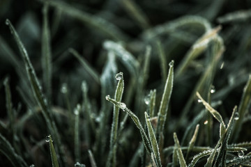 morning dew on the grass