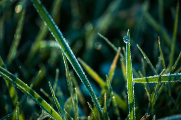 morning dew on the grass
