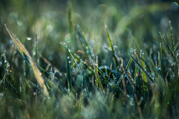 morning dew on the grass