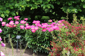 Pink peony 3