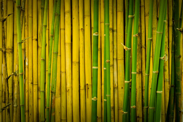 Green and yellowish brown of bamboo wall