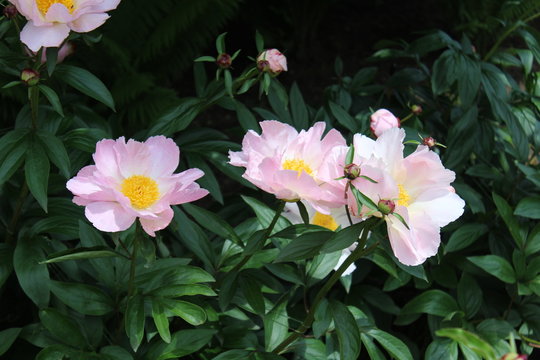 Rosa Arkansana