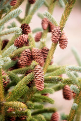 Pinecones on Pinetree