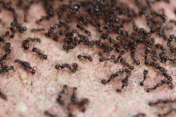 Ants Macro Close Up Close up of a colony of ants on a white surface. Perfect for a buggy background.