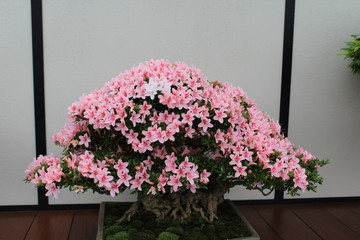 Pink Petunia