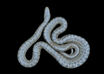 Snake (Elaphe dione) 8