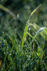 dew on grass, water droplet on green grass, close up nature, macro background