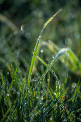 dew on grass, water droplet on green grass, close up nature, macro background