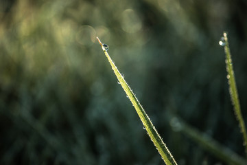 dew on grass, water droplet on green grass, close up nature, macro background