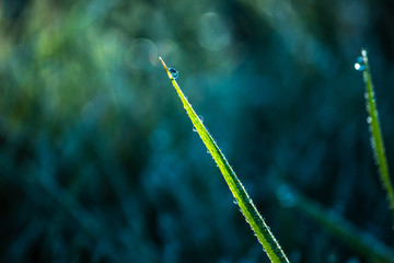 dew on grass, water droplet on green grass, close up nature, macro background