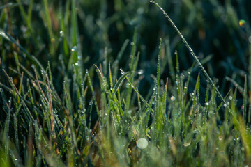 dew on grass, water droplet on green grass, close up nature, macro background