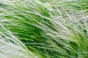 Nature green grass and white flower