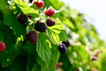 Fresh raspberry from the garden
