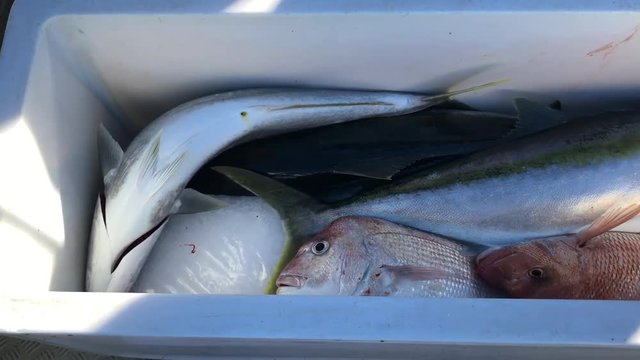Cooler full of fresh catch yellowtail kingfish and snappers