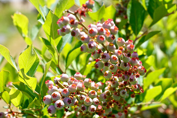 Obraz premium Fresh blueberry from the garden