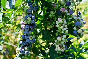 Fresh blueberry from the garden