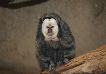 Saki Monkey