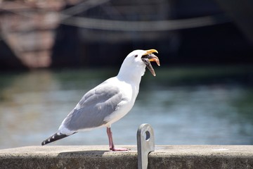 A seagull is in the process of swallowing a starfish whole.