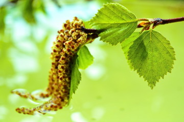 Natural yellow birch catkins with young birch leaves on branch in green surface of water on bright blurred background of leaves