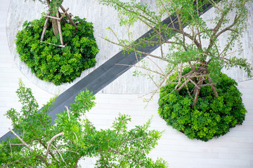 Outdoor relaxation area. Gardening trees in the community.